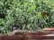 Δεκοχτούρα και Σπουργίτια - Collared Dove and House Sparrows
