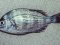 Σκαθάρι  -  Black Sea-Bream 
