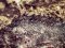Γατσός - Brown Scorpionfish