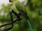 Παπαγάλος "δακτυλιόλαιμος"  -  Ring-necked Parakeet