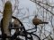 Δεκοχτούρες  -  Collared Doves