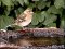 Σπίνος - Chaffinch