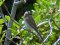 Αετομάχος (θηλ.) - Red-backed Shrike (female)