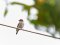 Μυγοχάφτης - Spotted Flycatcher