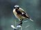 Καστανολαίμης - Whinchat