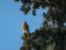 Πετροκιρκινέζι (αρσεν.) -  Kestrel (male)