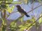 Καλαμοποταμίδα - Reed Warbler