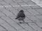 Σεισούρα (θηλ.) - White Wagtail (fem.) 