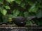 Κότσυφας (αρσενικός) - Blackbird (male)