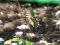 Papilio machaon  [Swallowtail]