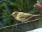 Δενδροφυλλοσκόπος - Chiffchaff