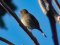Σπίνος - Chaffinch