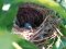 Αυγά Αμπελουργού - Black-headed Bunting eggs