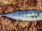 Σαφρίδι - Horse Mackerel
