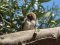 Νεαρή καρδερίνα - Goldfinch (immature)