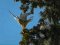 Καρακάξα και Πετροκιρκινέζι - Magpie and Kestrel