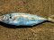 Κοκκάλι - White Trevally