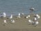 (Κιτρινοπόδηδες) Γλάροι  -  Yellow-legged Gulls