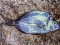 Καμπανάς - Two-banded Bream