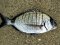 Σαργός - White Bream