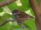 Σπουργίτι (αρσεν.)- House sparrow (male)
