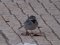 Σεισούρα (θηλ.) - White Wagtail (fem.)