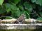 Τσιχλόνι  -  Cirl Bunting