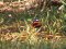 Vanessa atalanta  [Red Admiral]
