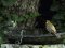 Τετετζιά με Αμπελουργό  -  Great Tit with Βlack-headed Bunting 