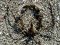 Macropodia longinostris [Spider Crab] 