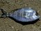 Σκαθάρι  -  Black Sea-Bream