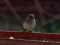 Μαυροσκούφης (θηλυκός) - Blackcap (female)