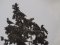 Κουρούνες - Hooded Crows