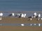 (Κιτρινοπόδηδες) Γλάροι  -  Yellow-legged Gulls