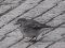 Σεισούρα (θηλ.) - White Wagtail (fem.)
