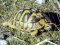 Testudo hermanni [Hermann's Tortoise] 