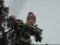 Πετροκιρκινέζι (αρσεν.) -  Kestrel (male)