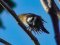 Σπίνος - Chaffinch