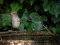 Μυγοχάφτης - Spotted Flycatcher