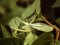 Acrida ungarica [Nosed Grasshopper]