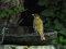 Αμπελουργός - Black-headed Bunting  
