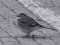 Σεισούρα (θηλ.) - White Wagtail (fem.)
