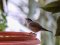 Μαυροσκούφης (αρσενικός) - Blackcap (male)