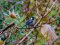 Καλόγερος  -  Great Tit