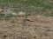 Κατσουλιέρης - Crested Lark