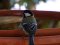 Καλόγερος  -  Great Tit