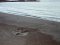 Ίχνη γέννας caretta caretta  -  Tracks of caretta caretta egg-burrying process