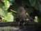 Ψευταηδόνι  -  Cetti's Warbler