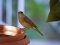 Μαυροσκούφης (αρσενικός) - Blackcap (male)