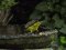 Αμπελουργός - Black-headed Bunting